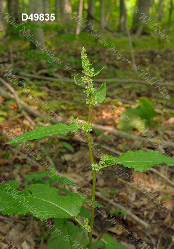 Bitter Dock (Rumex obtusifolius)